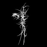 Enezothe - Discography (2022 - 2025)