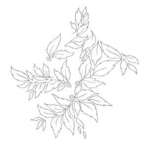 Nhor  - Momenta Quintae Essentiae 