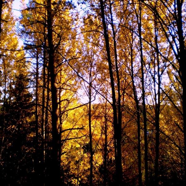 Riippakivi - Discography (2009 - 2011)