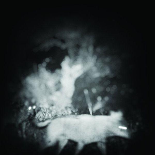 Bliss Signal - Discography (2018)