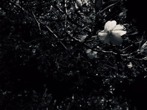 Sanctuary Fortress - Specters Of The Wastes