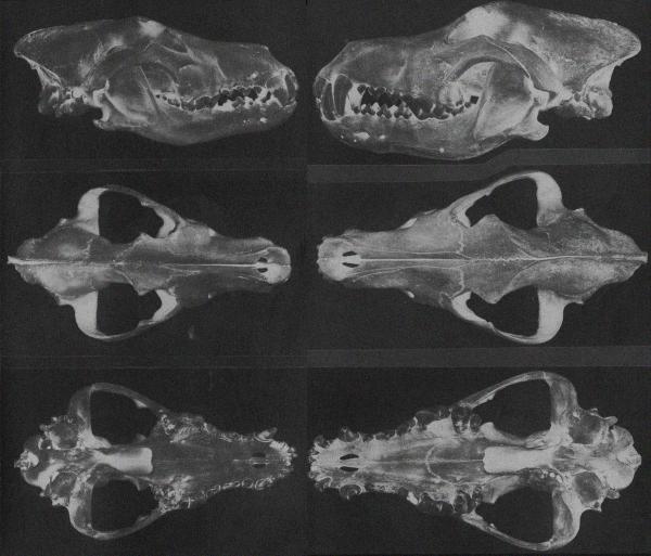 Zakaz - Discography (2016 - 2019)