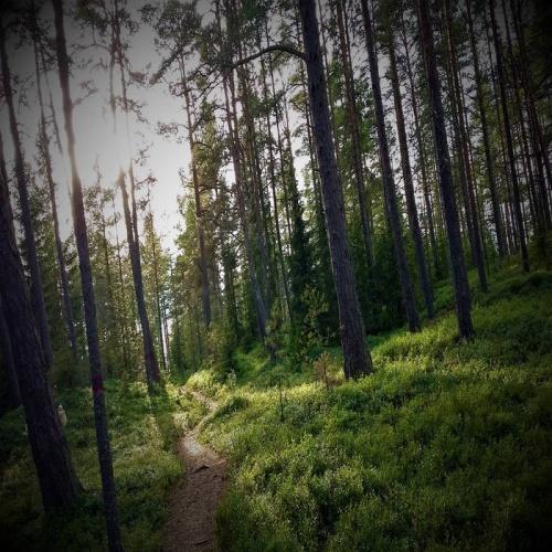 Carved In Wood - The Beautiful Chaos