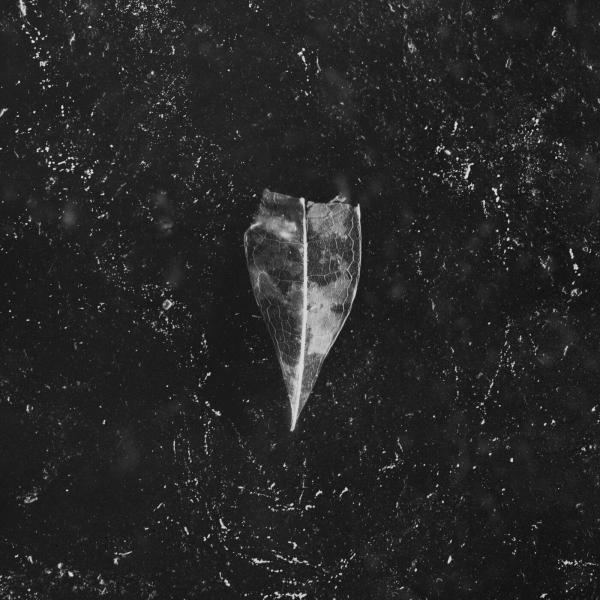 Bees Made Honey in the Vein Tree - Aion (Lossless)