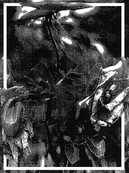 Graveflowers - Discography (2012 - 2017)