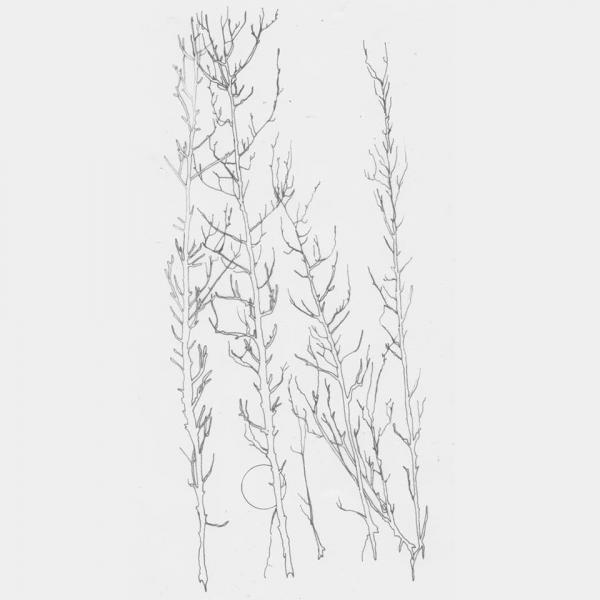 100 Years of Solitude - A Blackened Earth (EP) (Upconvert)