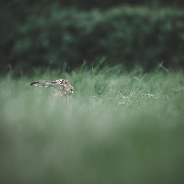 Humming Whale - Chasing Rabbits (Lossless)