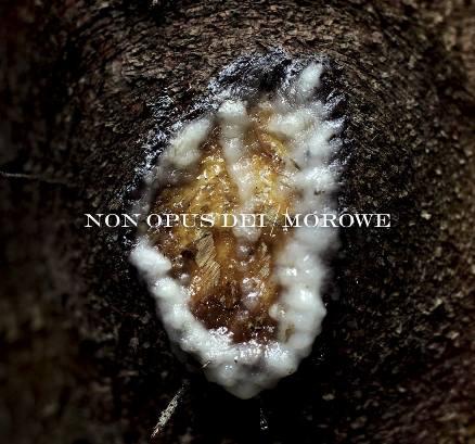 Non Opus Dei &amp; Morowe  - Dziwki Dwie (Split)