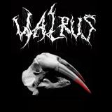 Walrus - Discography (2021 - 2026)