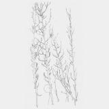 100 Years of Solitude - A Blackened Earth (EP) (Upconvert)