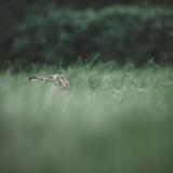 Humming Whale - Chasing Rabbits (Upconvert)