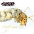 Aardvarks - Conglomerate (Compilation)